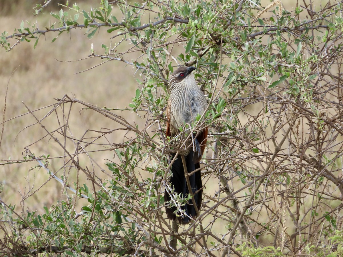 White-browed Coucal (White-browed) - Shasha Luo