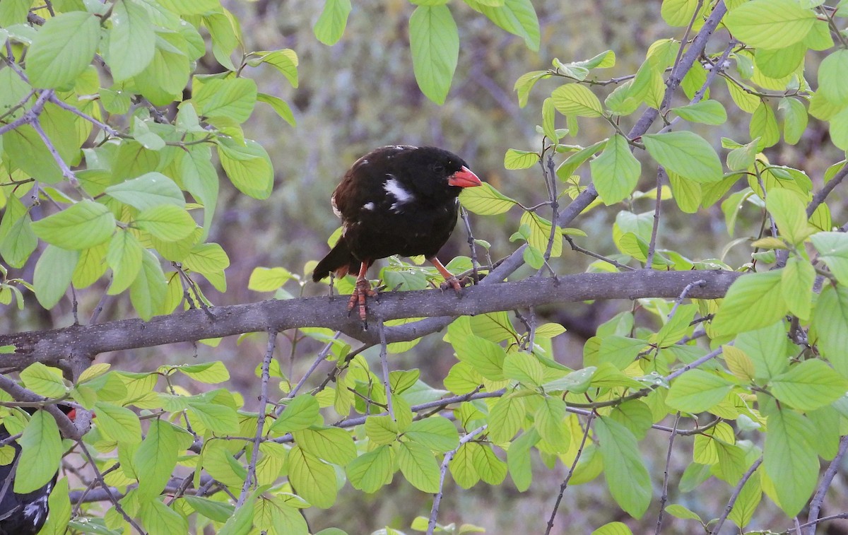 Red-billed Buffalo-Weaver - ML616659041