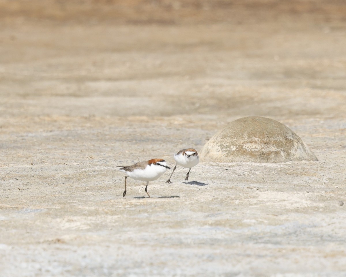 Red-capped Plover - ML616659058