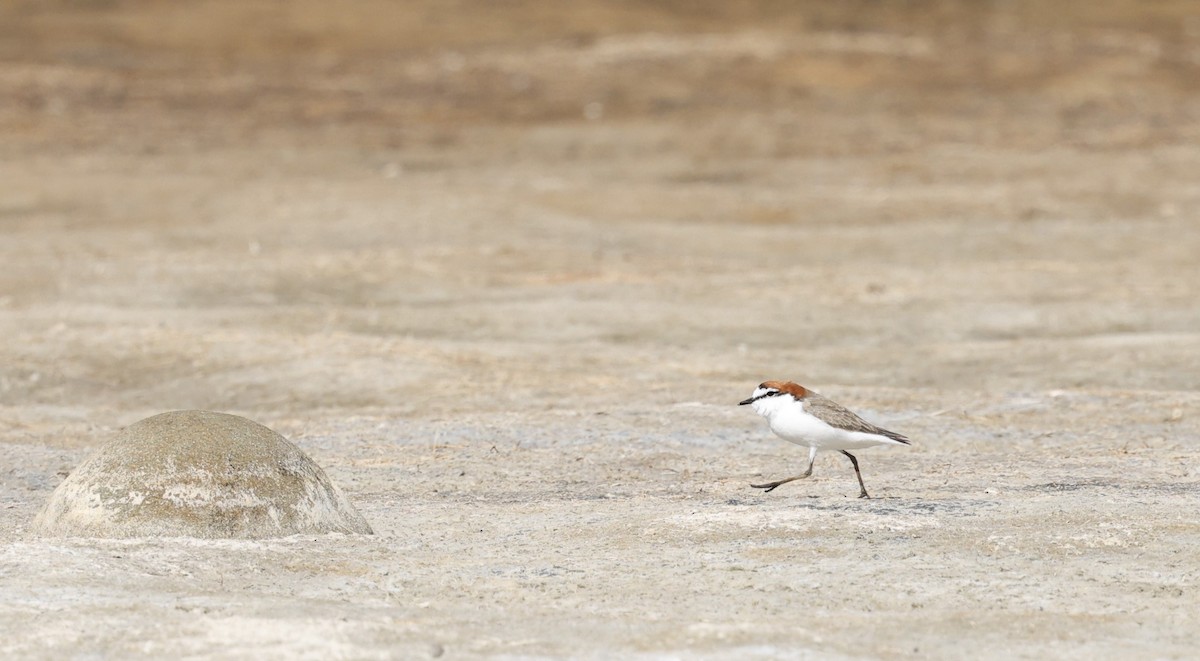 Red-capped Plover - ML616659065