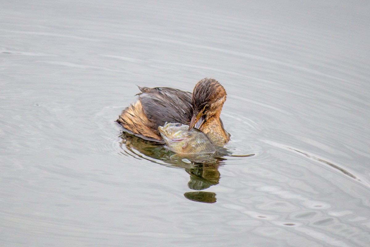 Pied-billed Grebe - ML616659072