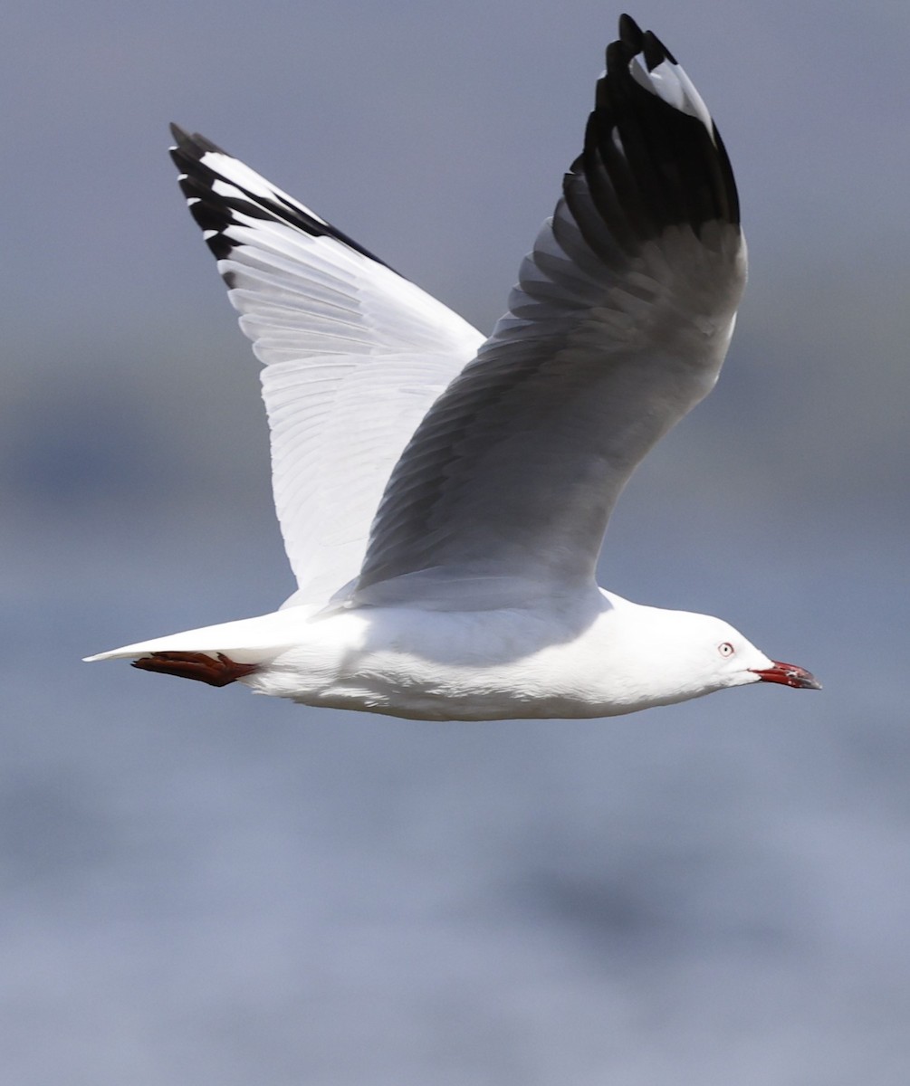 Silver Gull - Kevin McLeod