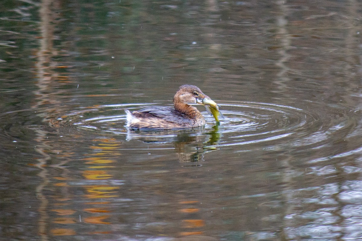 Pied-billed Grebe - ML616659077