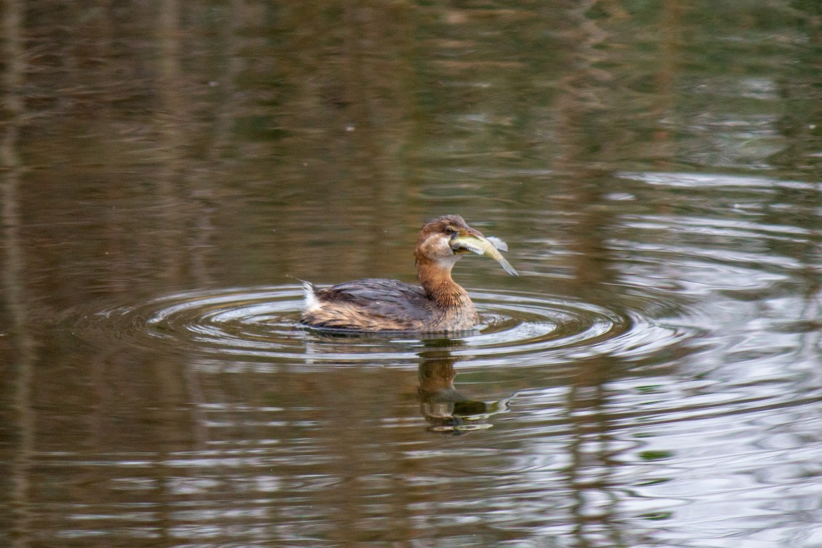 Pied-billed Grebe - ML616659083