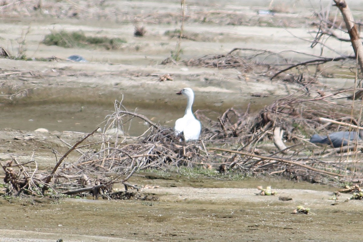 Snow Goose - Wesley Oistad