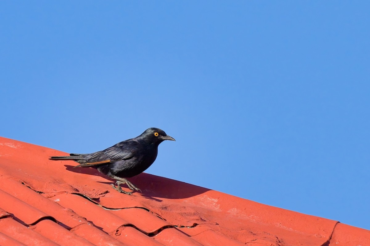 Pale-winged Starling - ML616659100