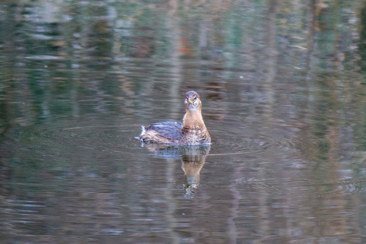 Pied-billed Grebe - ML616659104