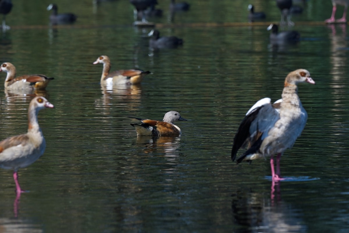 South African Shelduck - ML616659116