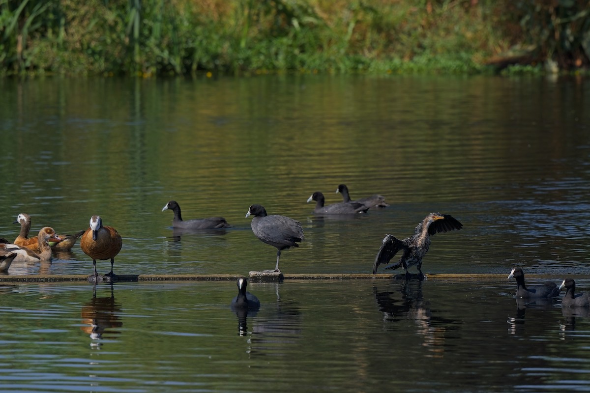 Red-knobbed Coot - ML616659125