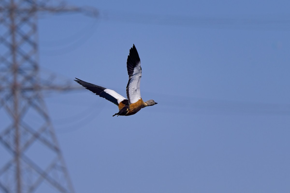 South African Shelduck - ML616659127