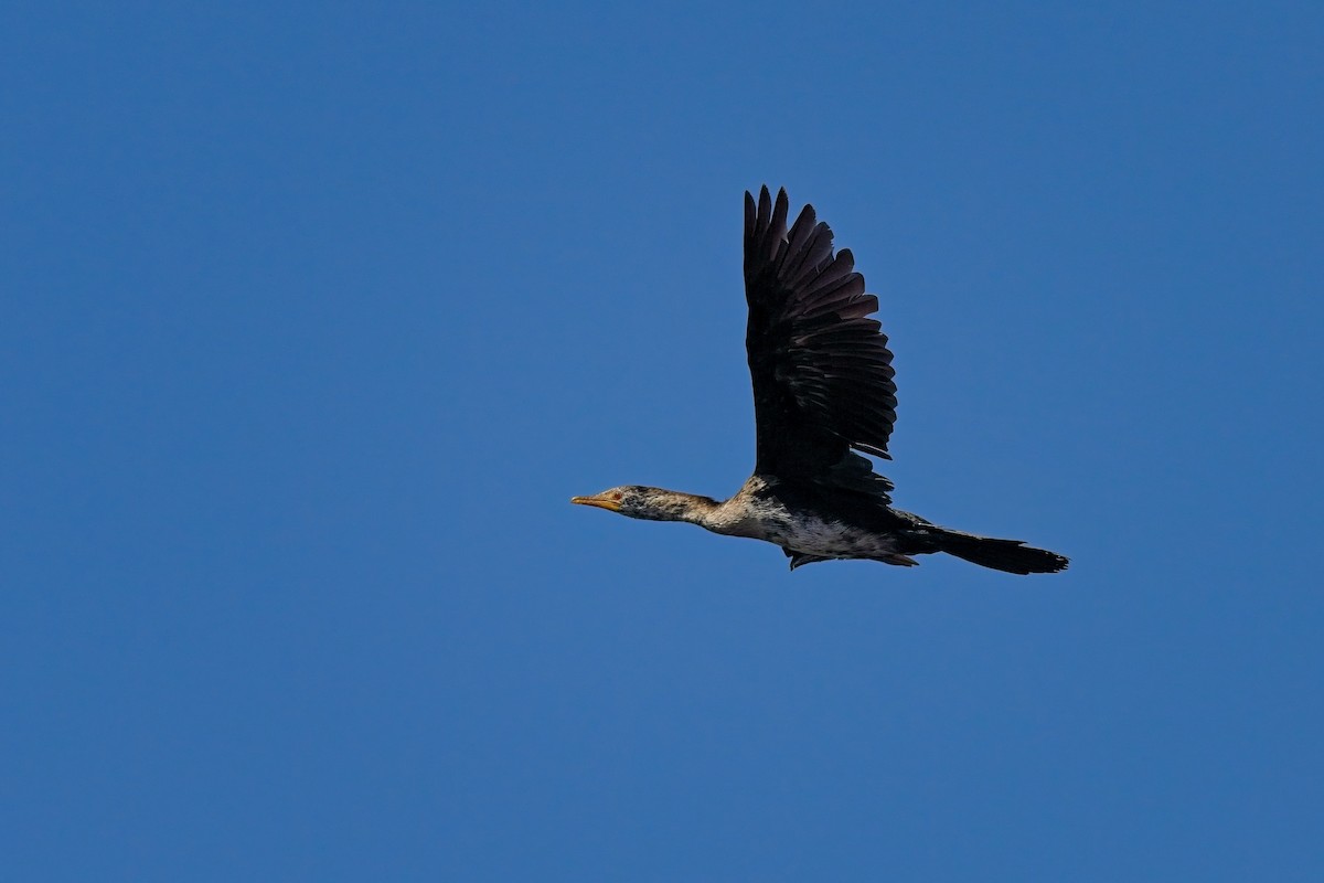 Long-tailed Cormorant - ML616659157