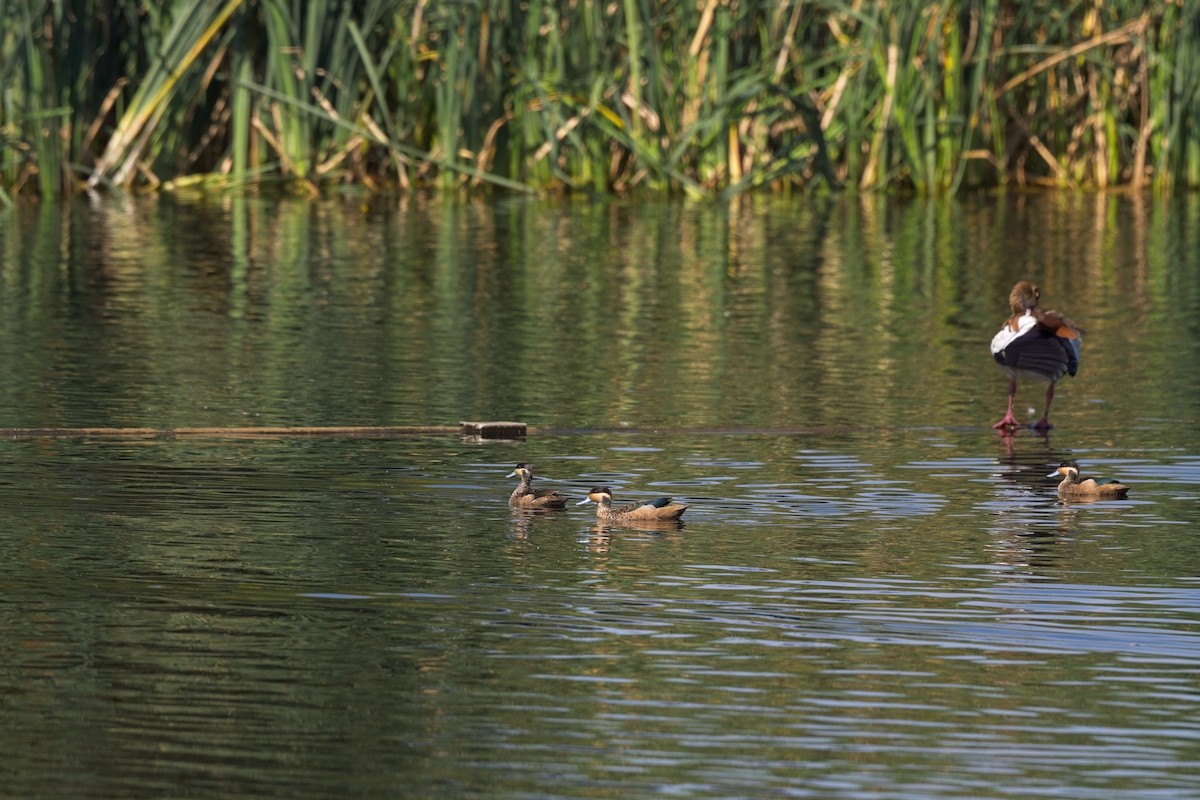 Blue-billed Teal - ML616659160