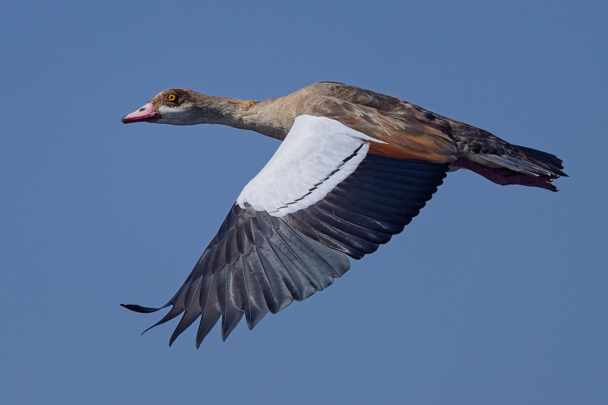 Egyptian Goose - Paul McDonald