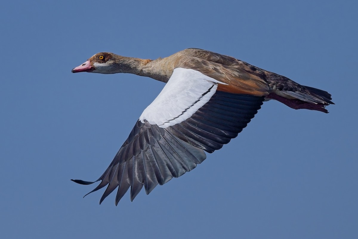 Egyptian Goose - ML616659161