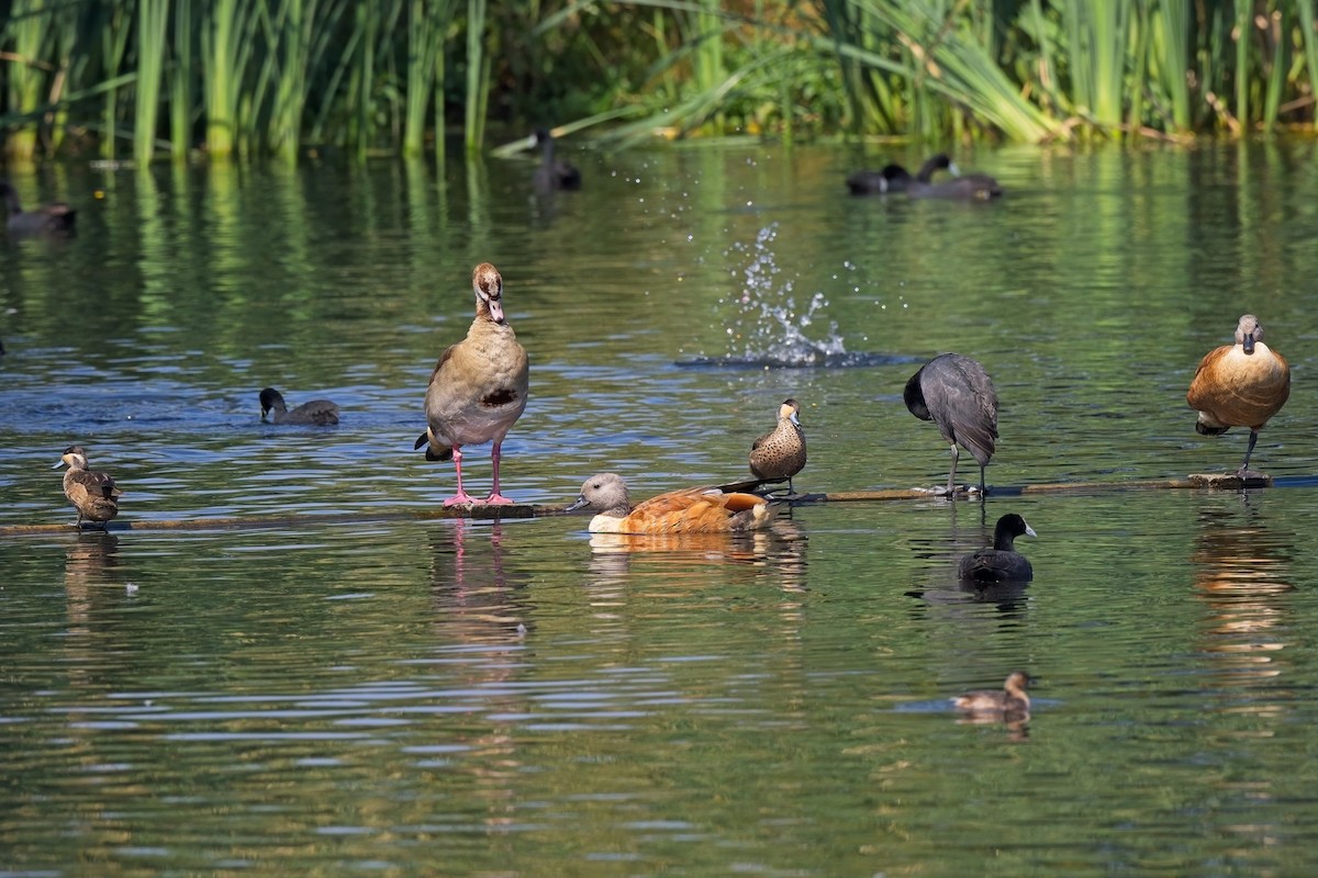 South African Shelduck - ML616659163