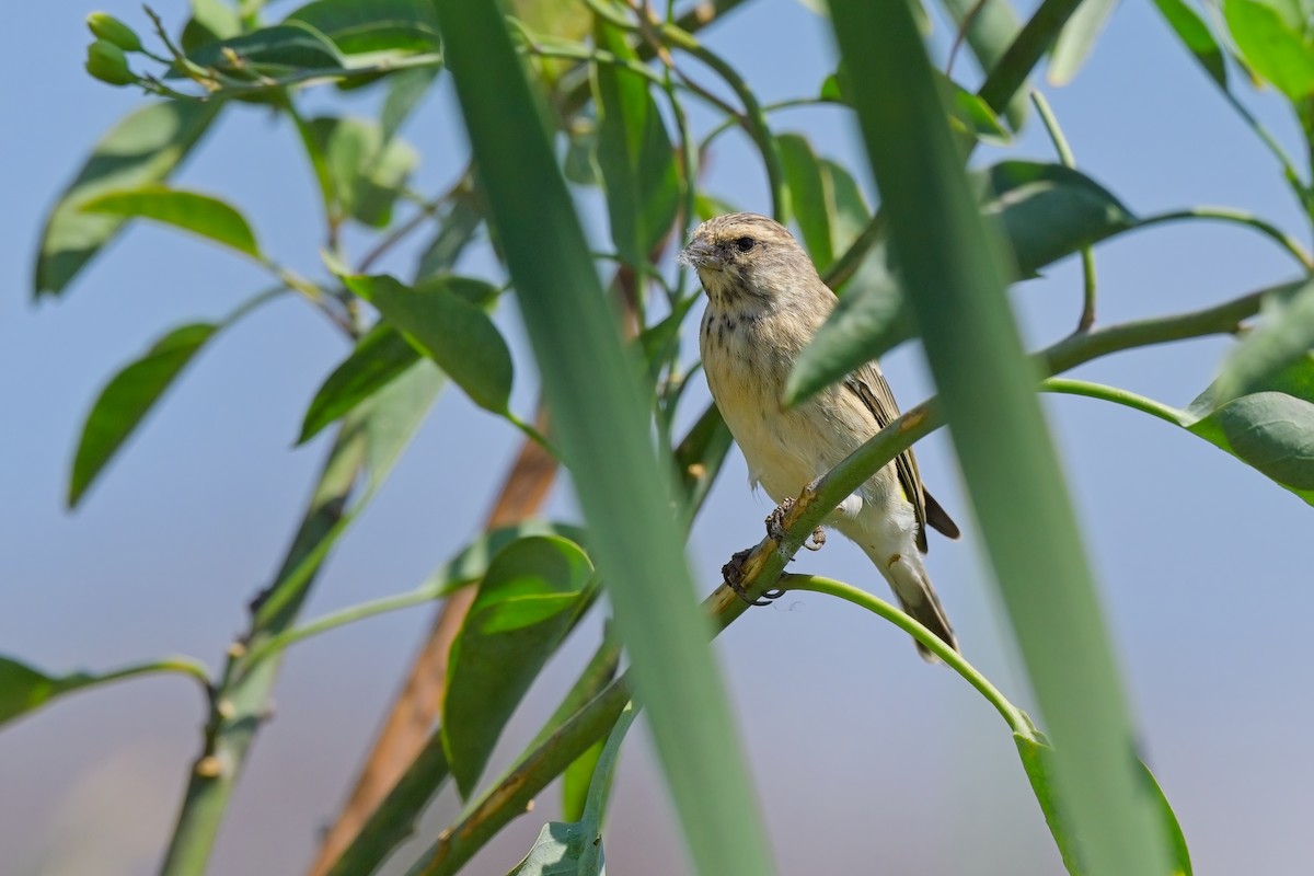 Black-throated Canary - ML616659174