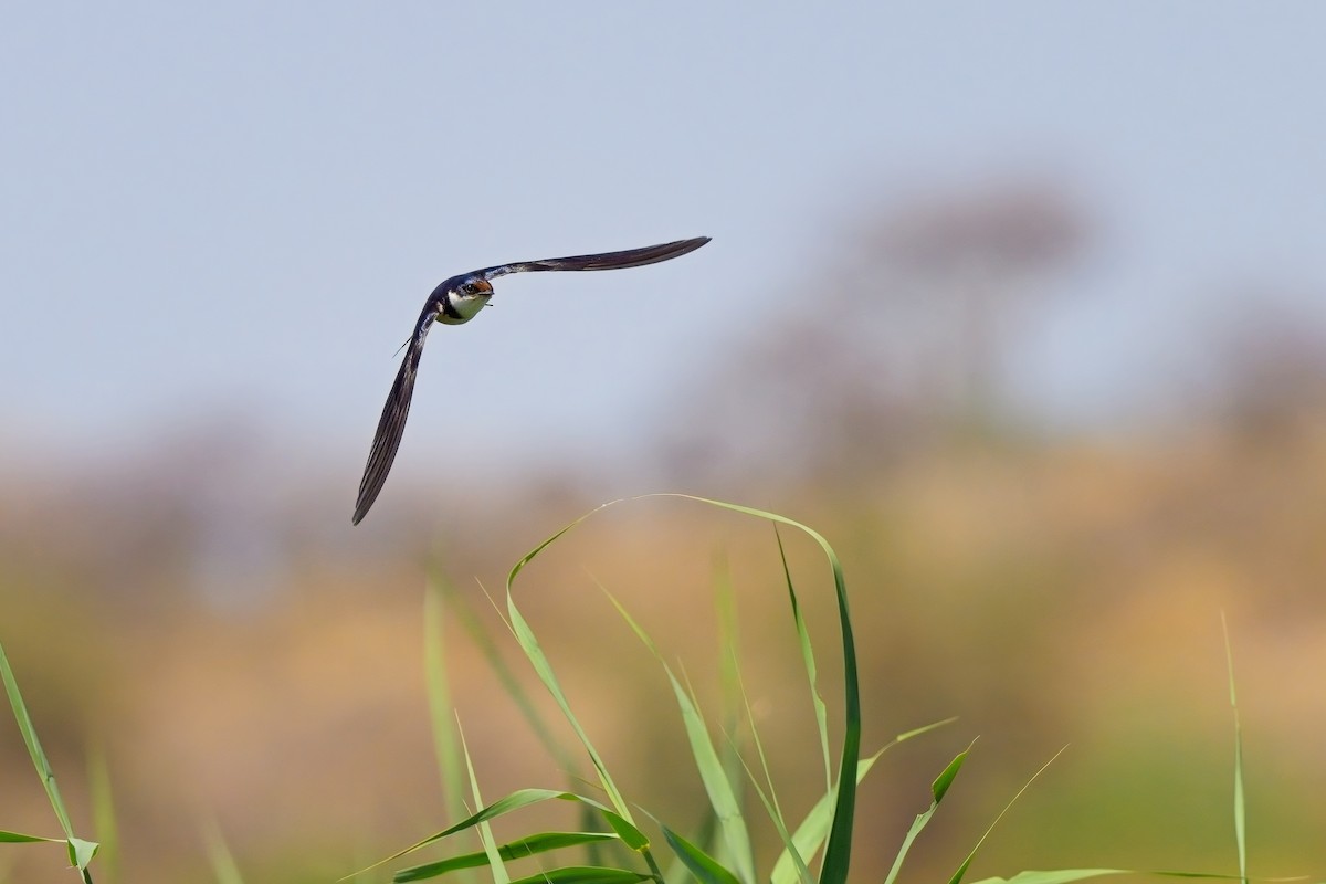 White-throated Swallow - ML616659177