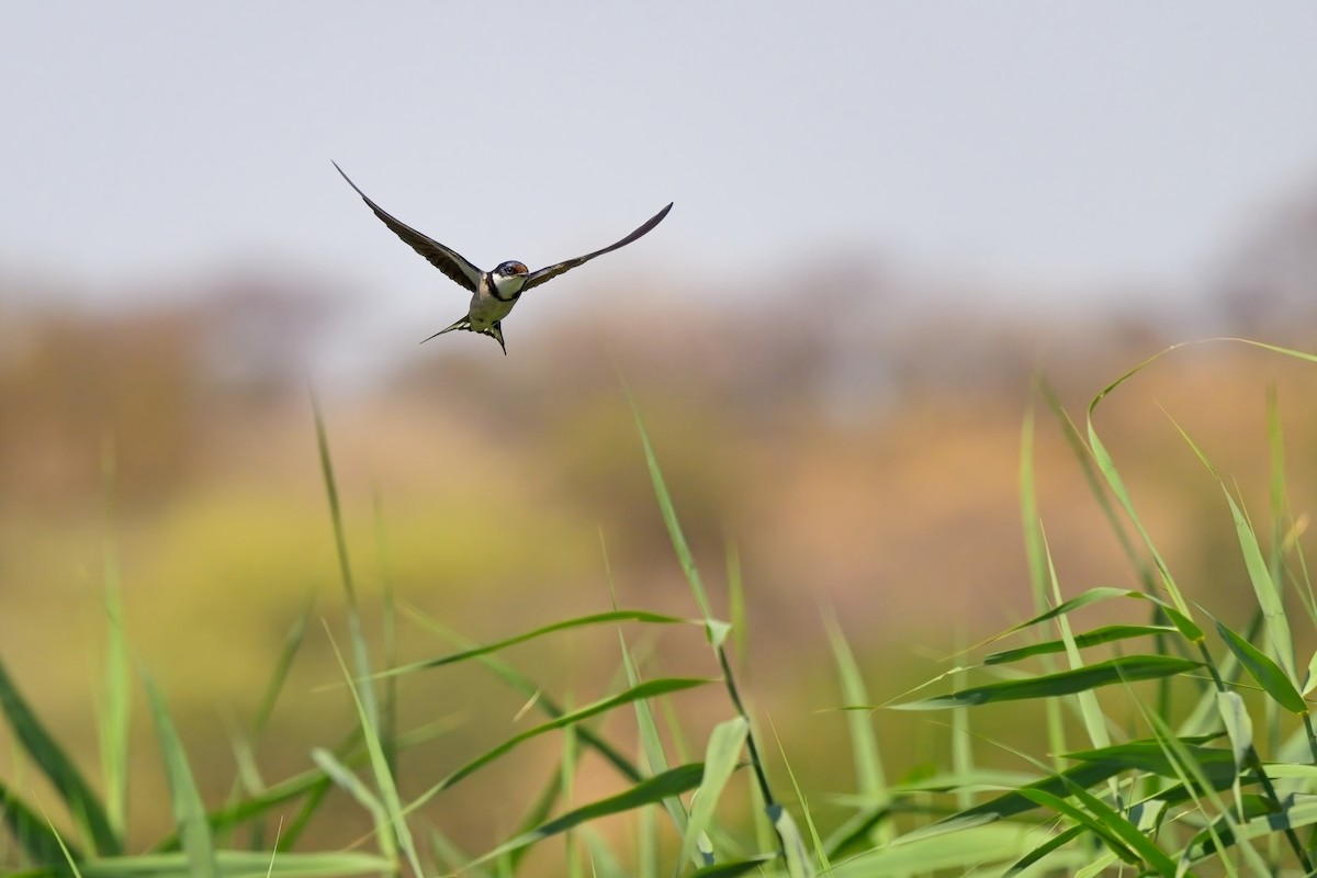 White-throated Swallow - ML616659178