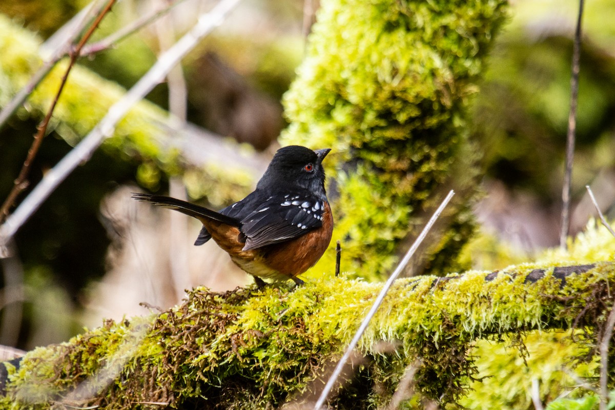Spotted Towhee - ML616659211
