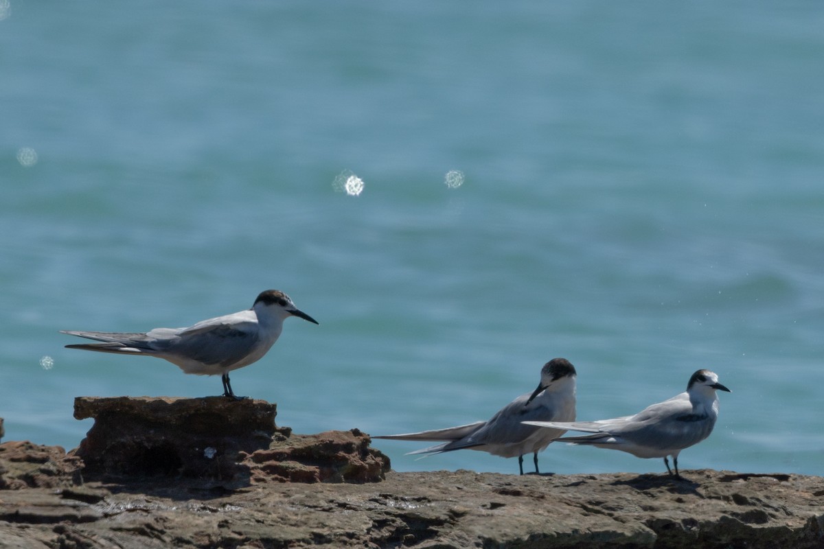 Common Tern - ML616659226