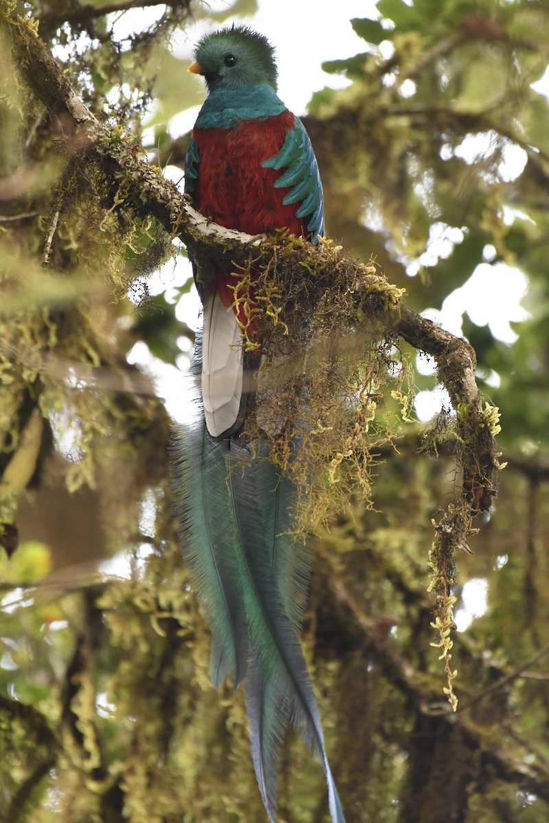 Quetzal resplendissant - ML616659239