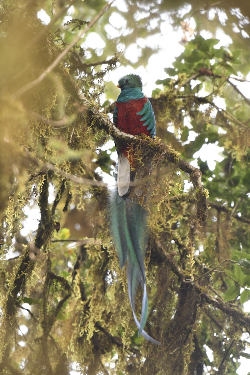 Resplendent Quetzal - ML616659241