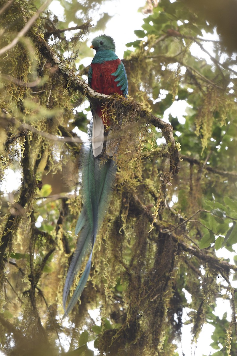 Quetzal resplendissant - ML616659242