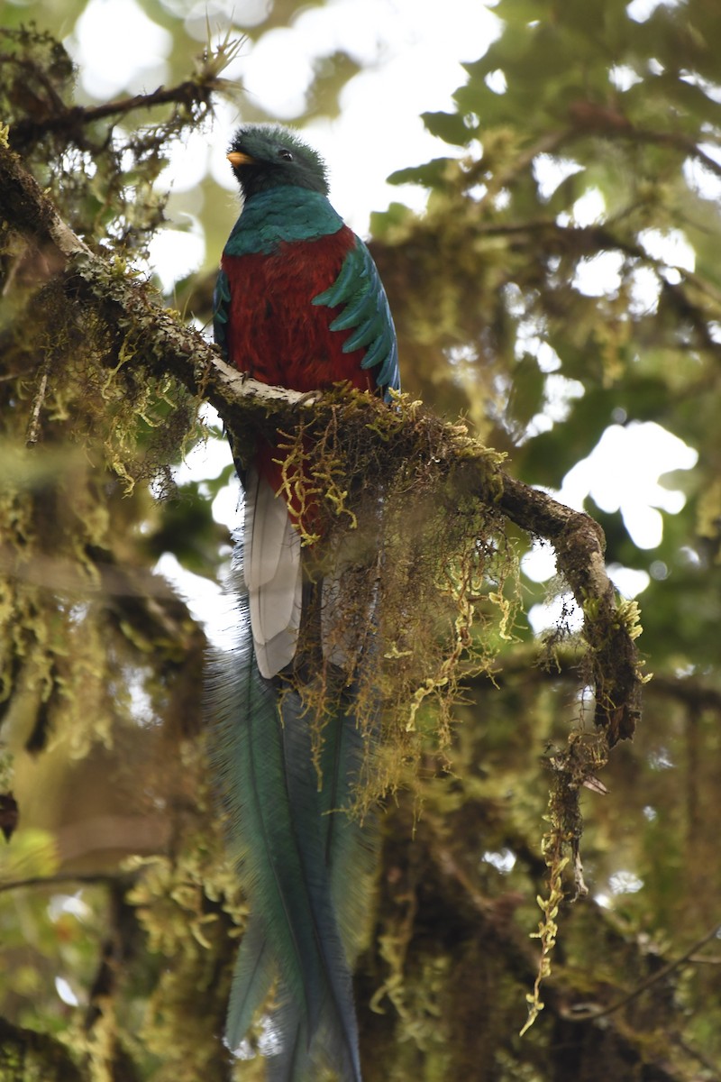 Quetzal resplendissant - ML616659244