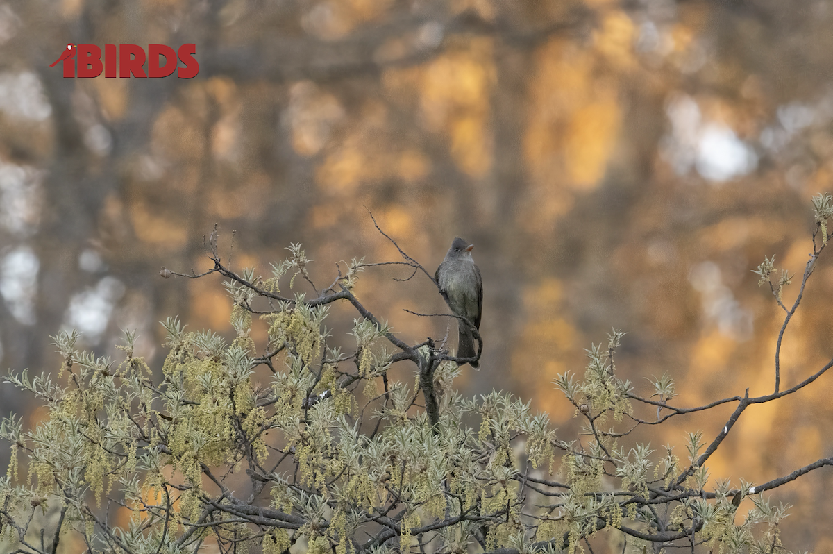 Western Wood-Pewee - C. Salgado-Miranda & E. Soriano-Vargas