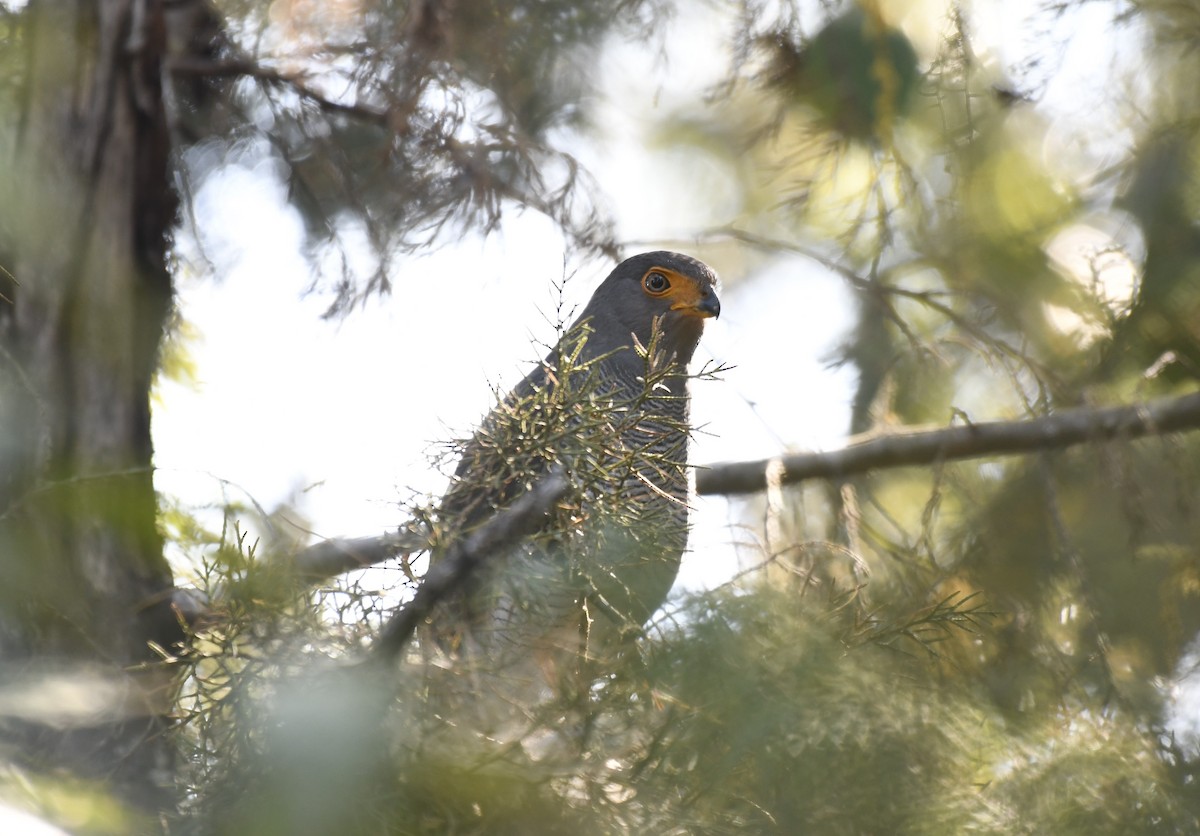 Barred Forest-Falcon - Daniel Mérida