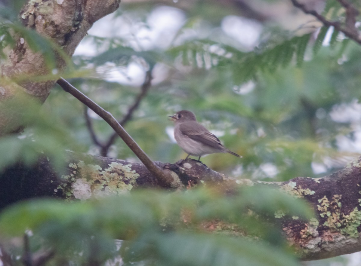 Asian Brown Flycatcher - ML616659314