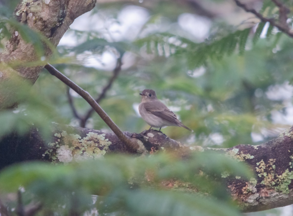 Asian Brown Flycatcher - ML616659315