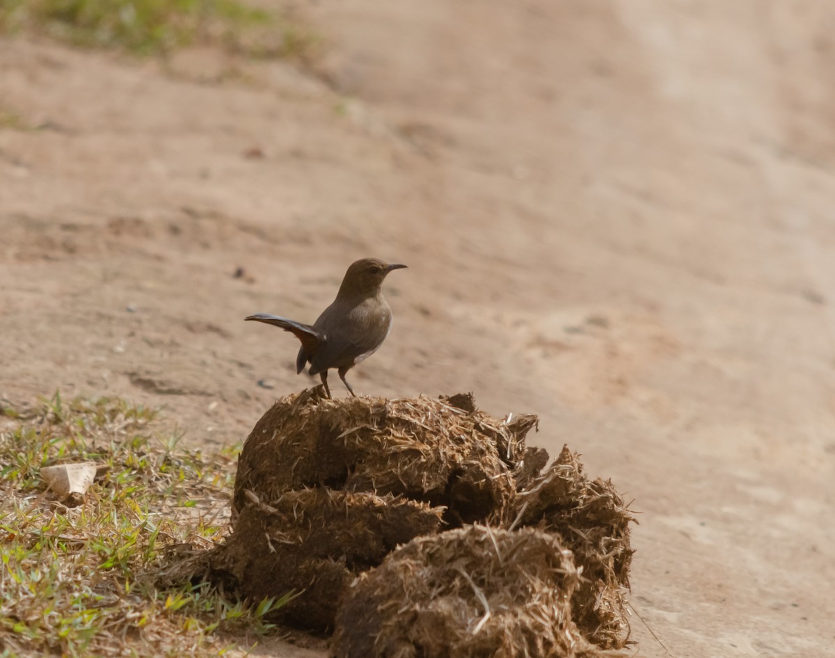 Indian Robin - ML616659341