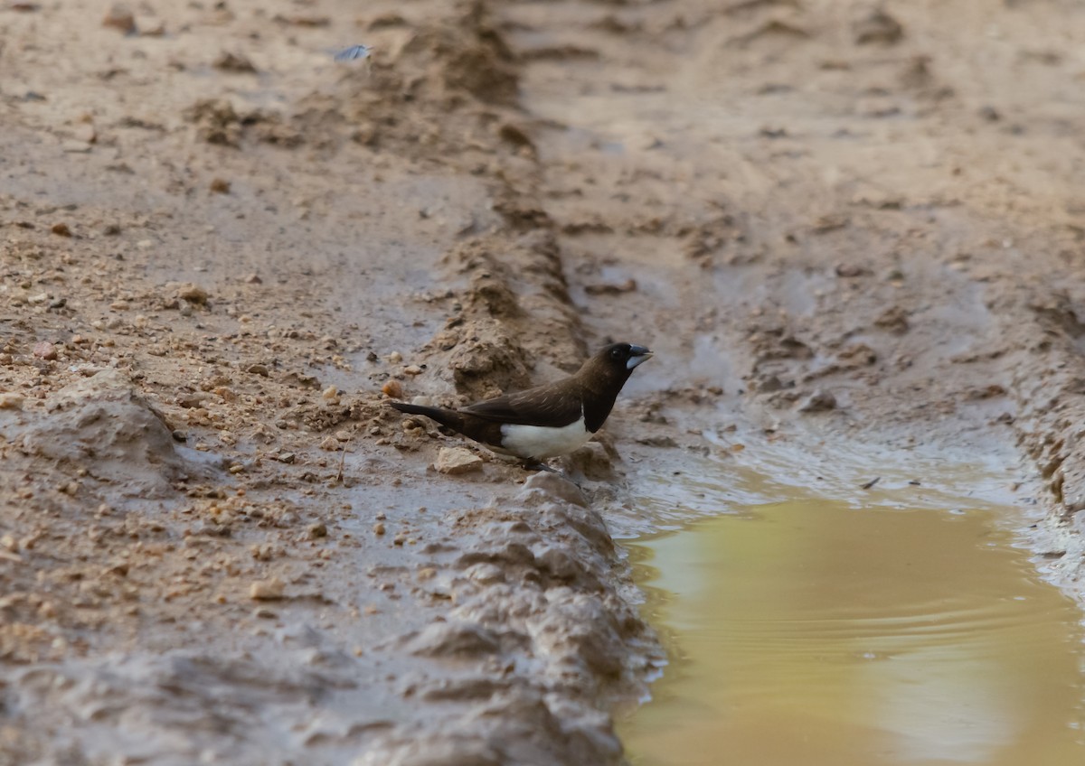 White-rumped Munia - Arun Raghuraman