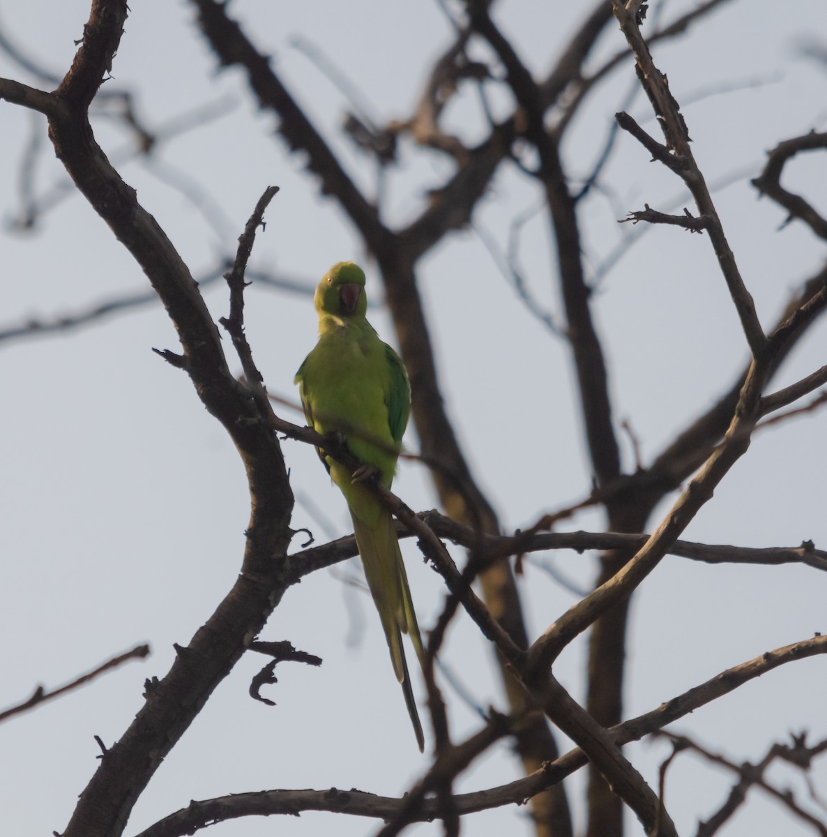 Rose-ringed Parakeet - ML616659356