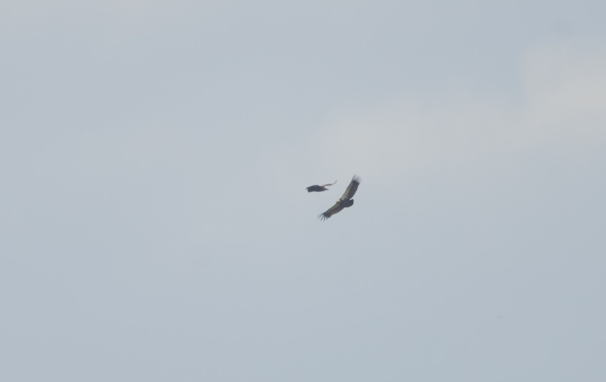 White-rumped Vulture - Arun Raghuraman