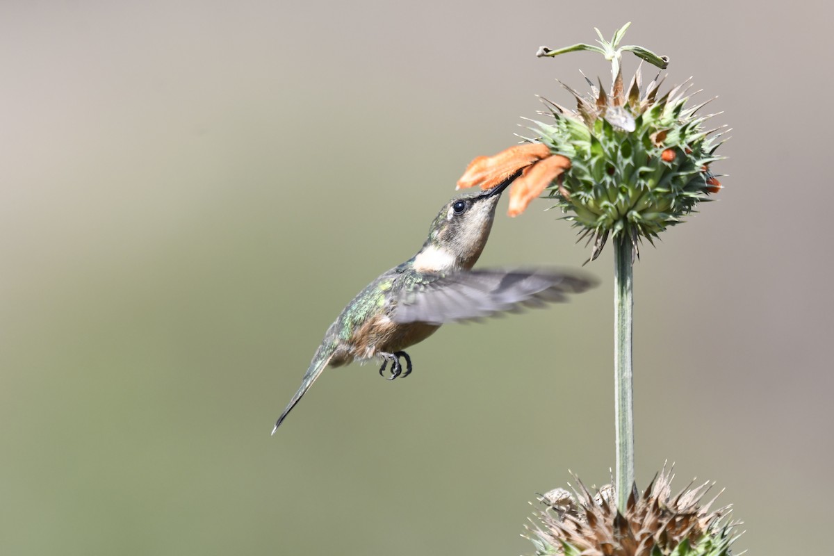 Colibri à queue singulière - ML616659367