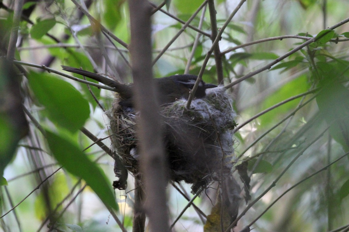 Nilgiri Laughingthrush - Elias Thomas