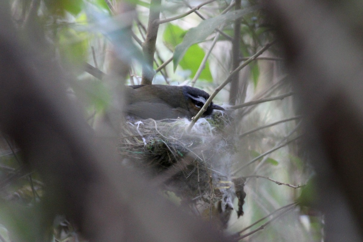 Nilgiri Laughingthrush - ML616659382