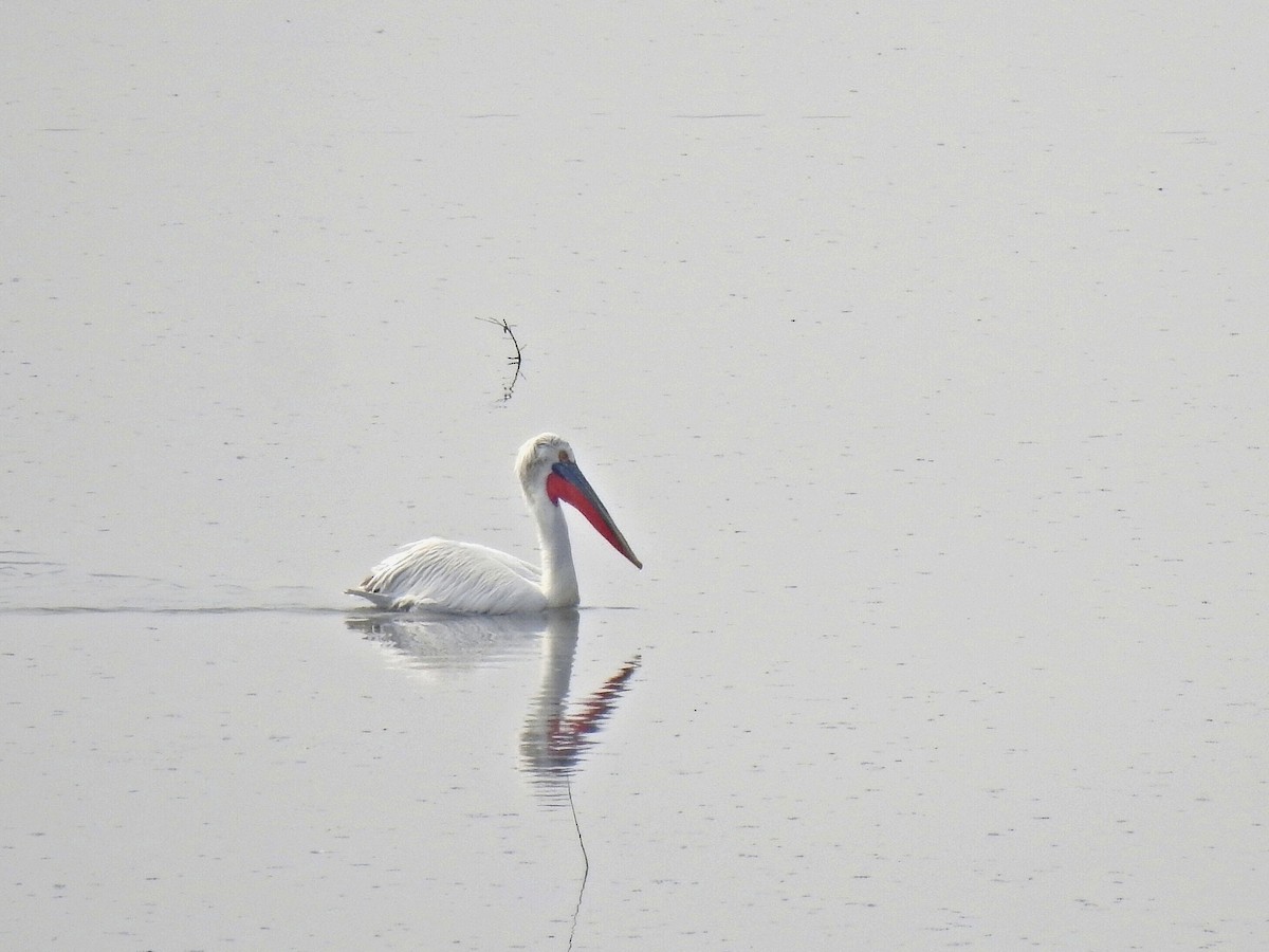 Dalmatian Pelican - ML616659389