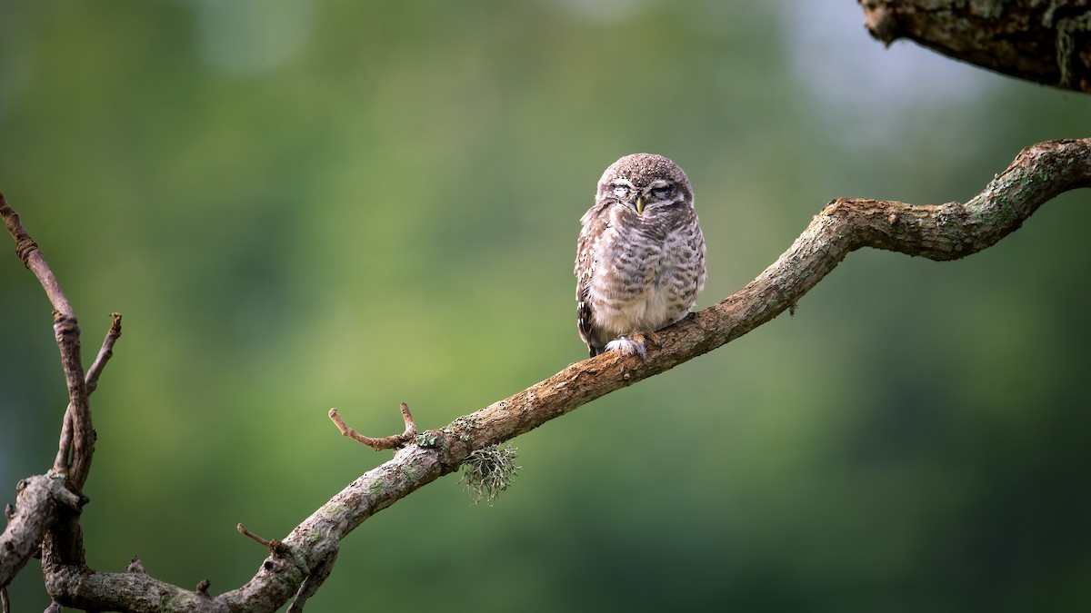Spotted Owlet - Raghavendra Mukundarao