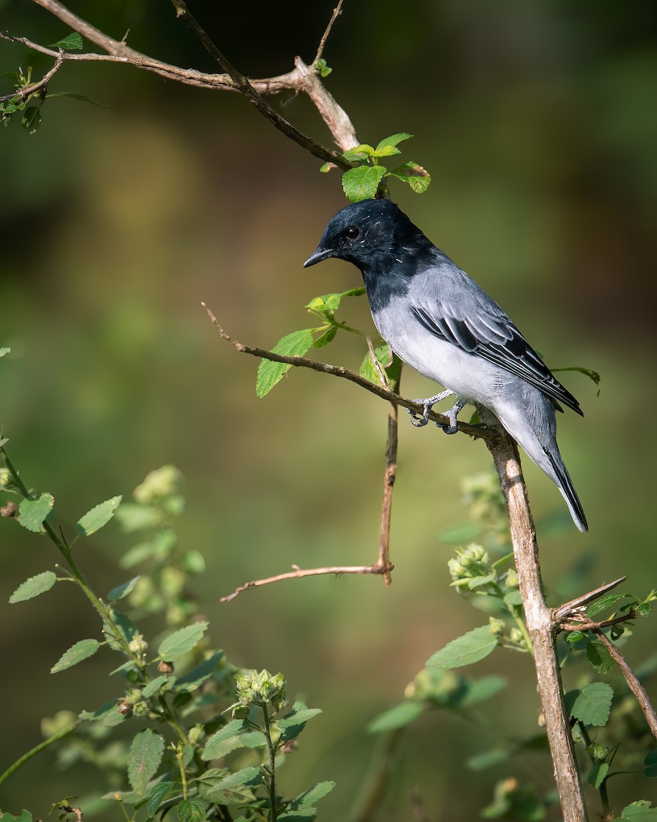 Black-headed Cuckooshrike - Raghavendra Mukundarao