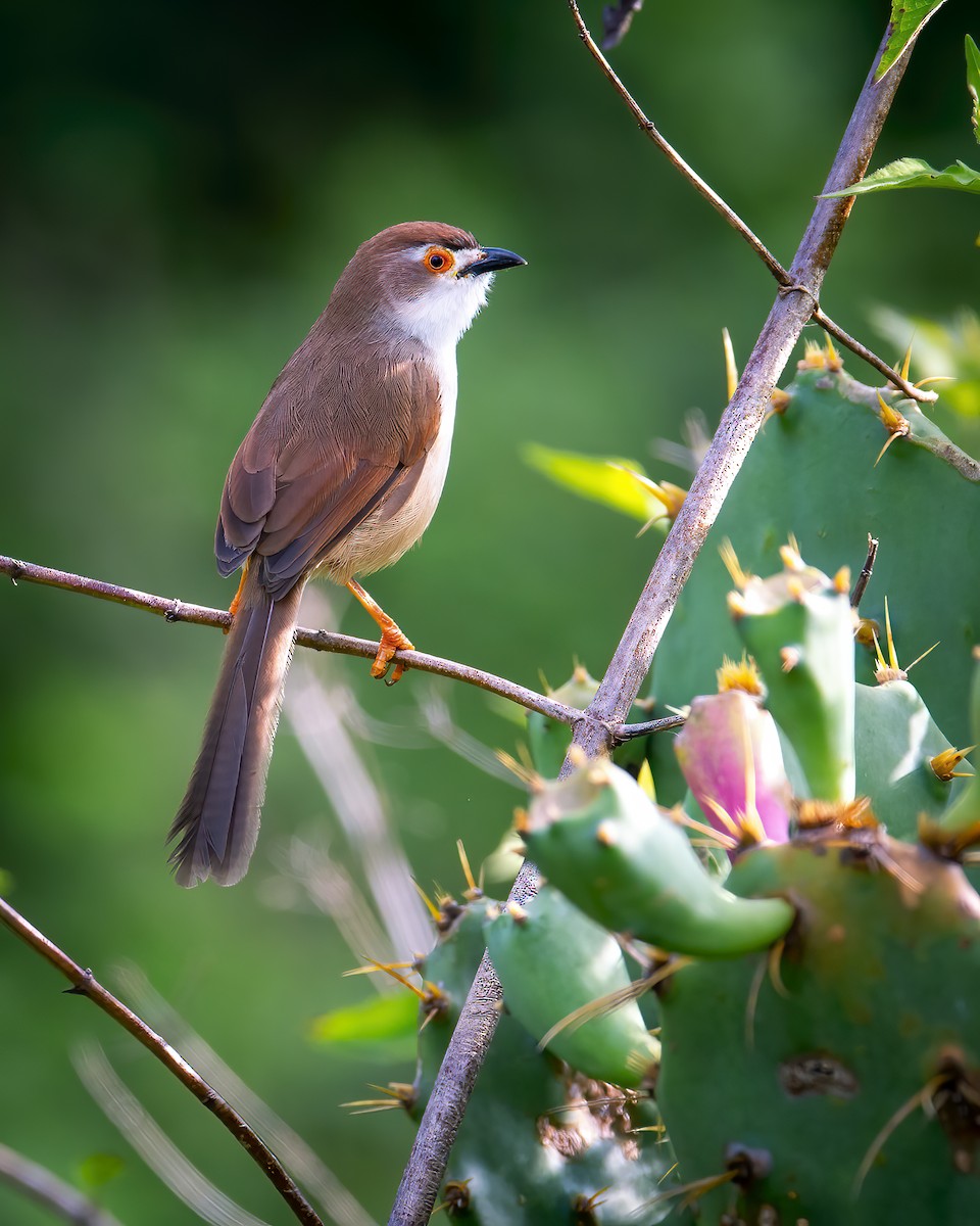 Yellow-eyed Babbler - ML616659491