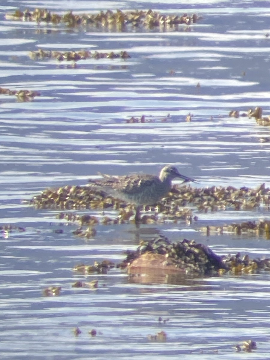 Greater Yellowlegs - ML616659509