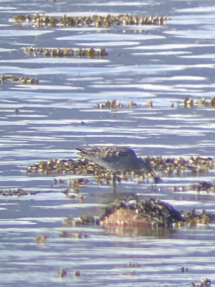 Greater Yellowlegs - ML616659511