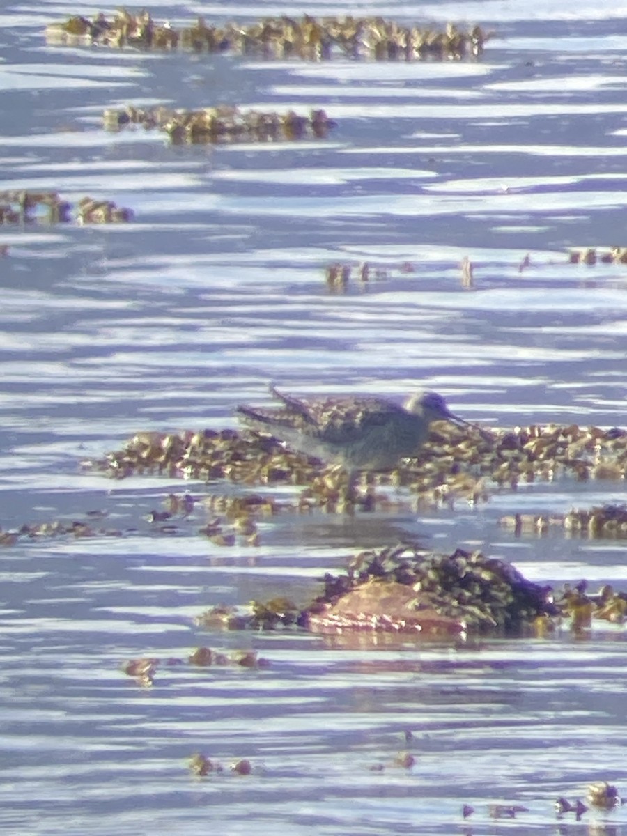 Greater Yellowlegs - ML616659514