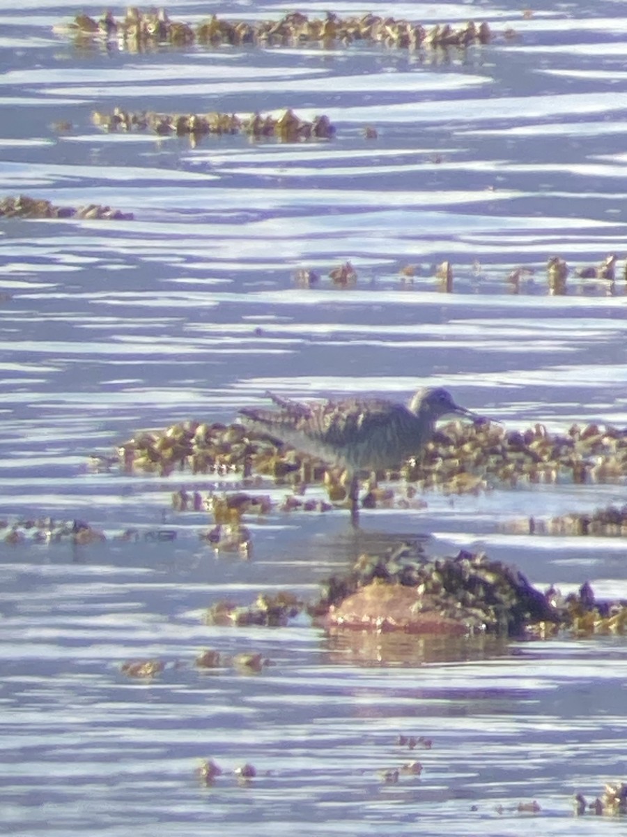 Greater Yellowlegs - ML616659515