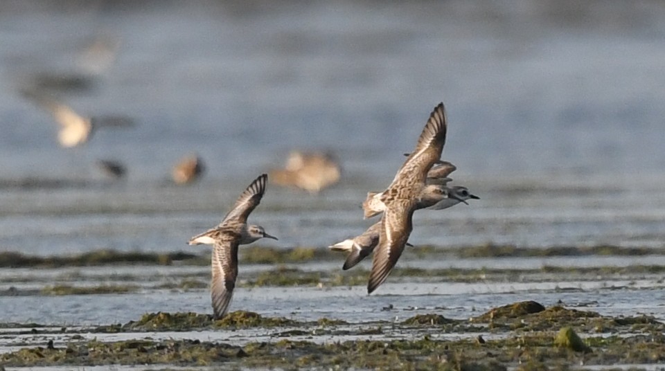 Broad-billed Sandpiper - ML616659601