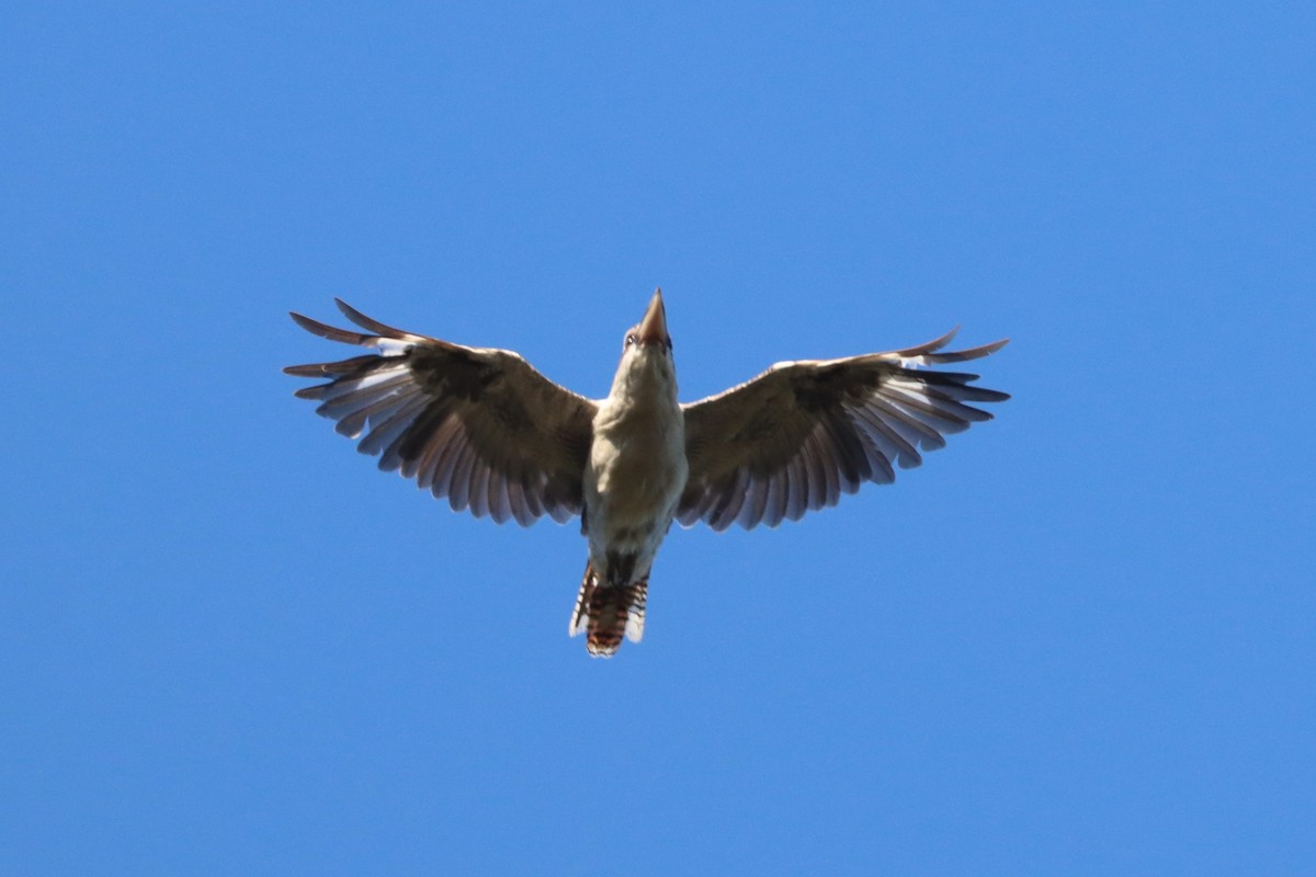 Laughing Kookaburra - Bradley Shields