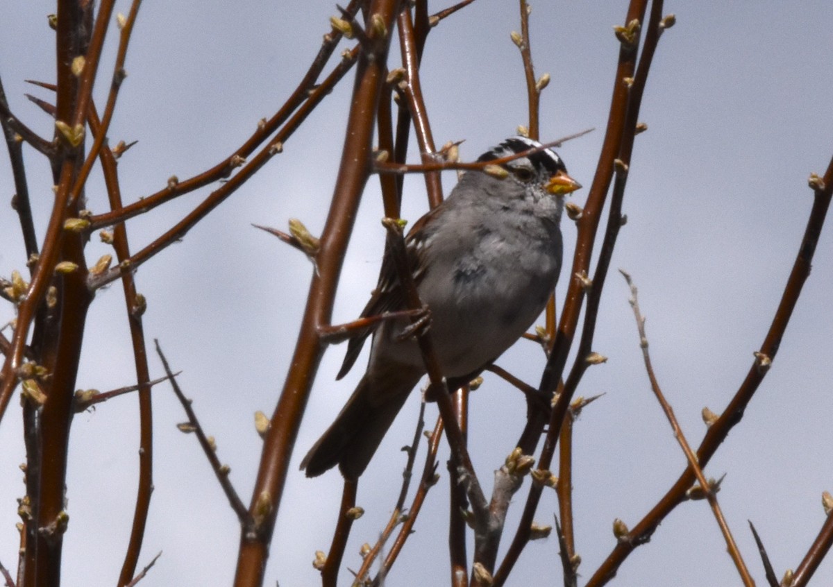 White-crowned Sparrow - ML616659615